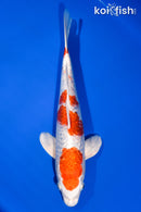 12.75" GINRIN HARIWAKE