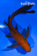 5.5" CHAGOI BUTTERFLY