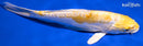 9.25" DOITSU LEMON HARIWAKE