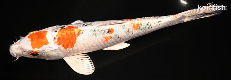 10" MARUTEN YAMATO NISHIKI