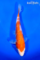 7" GINRIN KOHAKU
