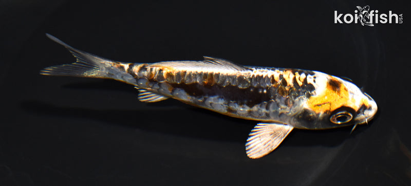 5.25" ARAGOKE BENI KIKOKURYU