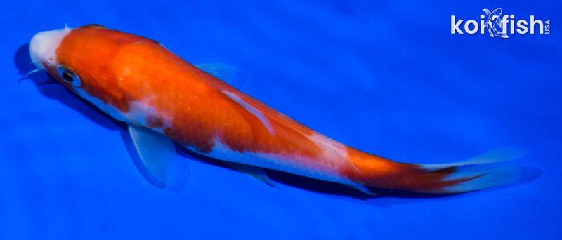 5" KOHAKU