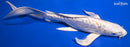 9.5" DOITSU LEMON HARIWAKE BUTTERFLY