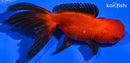 5" ORANDA GOLDFISH