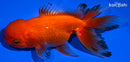 5.5" ORANDA GOLDFISH