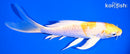 7.75" LEMON HARIWAKE BUTTERFLY