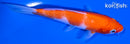 5" KOHAKU