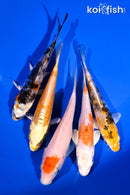 PACK OF (5) 4-5" STANDARD KOI