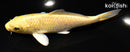 5.75" YAMABUKI OGON