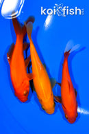 PACK OF (5) 4-4.5" COMET GOLDFISH