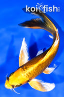 7.75" KI MATSUBA BUTTERFLY