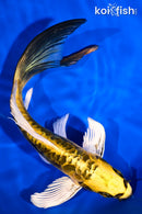 8.5" ARAGOKE KIN KIKOKURYU BUTTERFLY