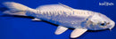 6.25" DOITSU PLATINUM OGON