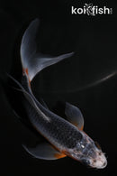 5" ASAGI BUTTERFLY