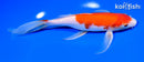 8.5" KOHAKU BUTTERFLY