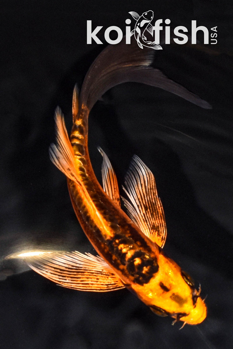 6.5" BENI KIKOKURYU BUTTERFLY