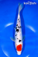 10.25" TANCHO DOITSU SANKE