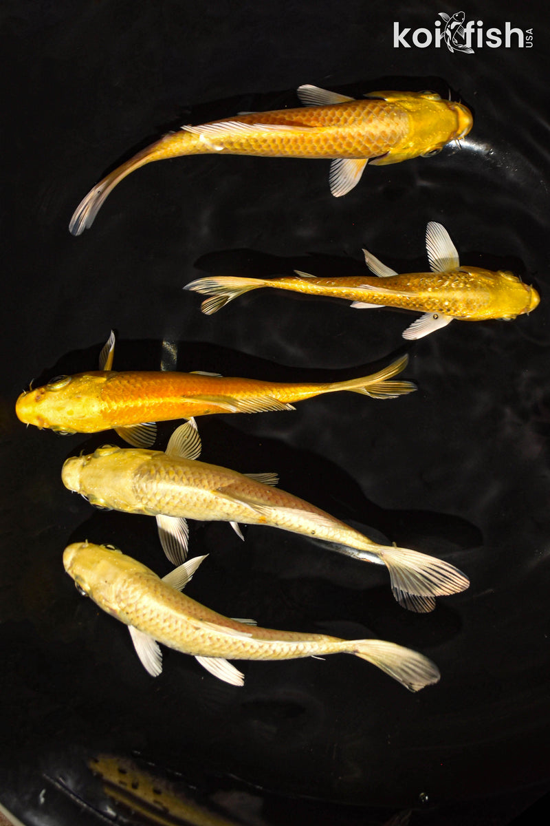 PACK OF (5) 5-6" STANDARD YAMABUKI OGON KOI