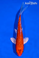 5.5" GINRIN HARIWAKE