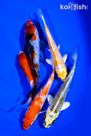 PACK OF (5) 4-5" STANDARD KOI
