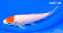6.75" TANCHO KOHAKU