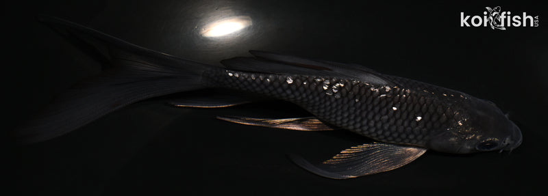 5.75" GINRIN SORAGOI BUTTERFLY