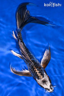 9" BENI KIKOKURYU BUTTERFLY