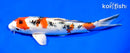 8" YAMATO NISHIKI