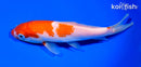 7.25" KOHAKU