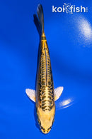 6.25" KIN KIKOKURYU