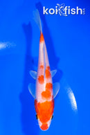 5.25" HARIWAKE
