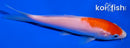 6" KOHAKU