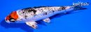 5" GINRIN YAMATO NISHIKI
