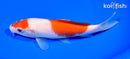 6.5" KOHAKU