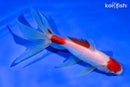 6" MARUTEN WAKIN GOLDFISH