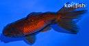 4.25" WAKIN GOLDFISH