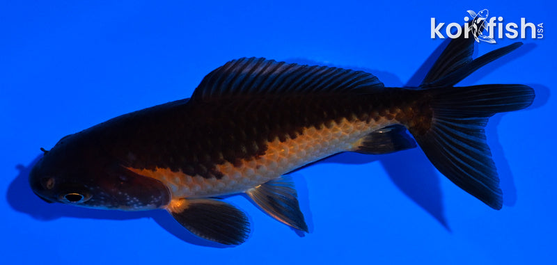 4.25" WAKIN GOLDFISH