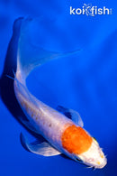 4.5" ARAGOKE KIKUSUI BUTRFLY