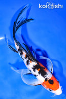 9.5" SANKE BUTTERFLY