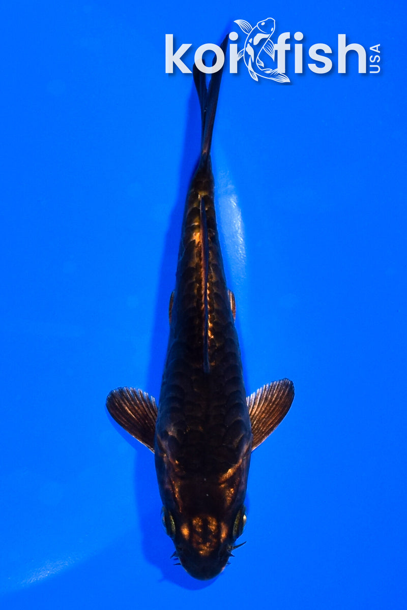 5" ARAGOKE BENI KIKOKURYU