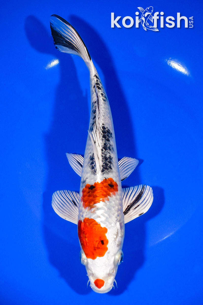 8.5" YAMATO NISHIKI