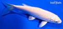 6" PLATINUM OGON