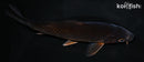 6.25" CHAGOI
