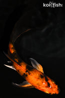 5.5" KIN HI UTSURI BUTTERFLY