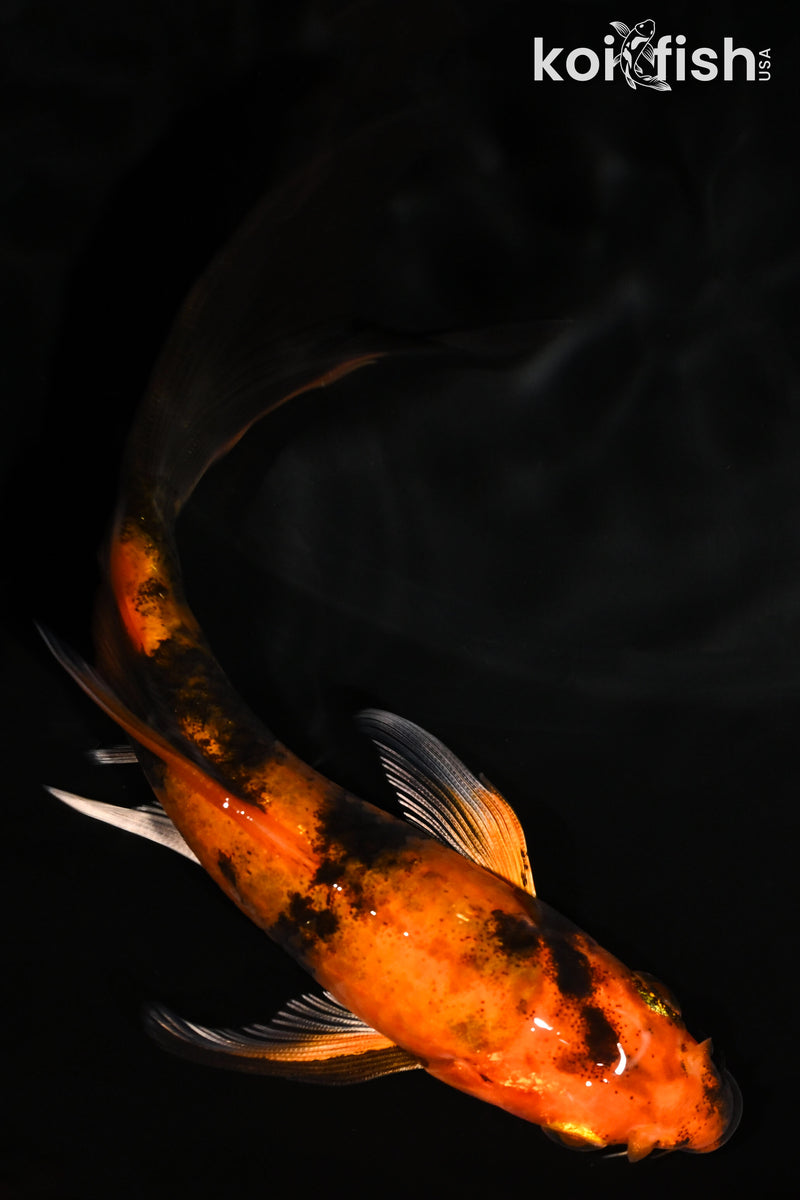 5.5" KIN HI UTSURI BUTTERFLY