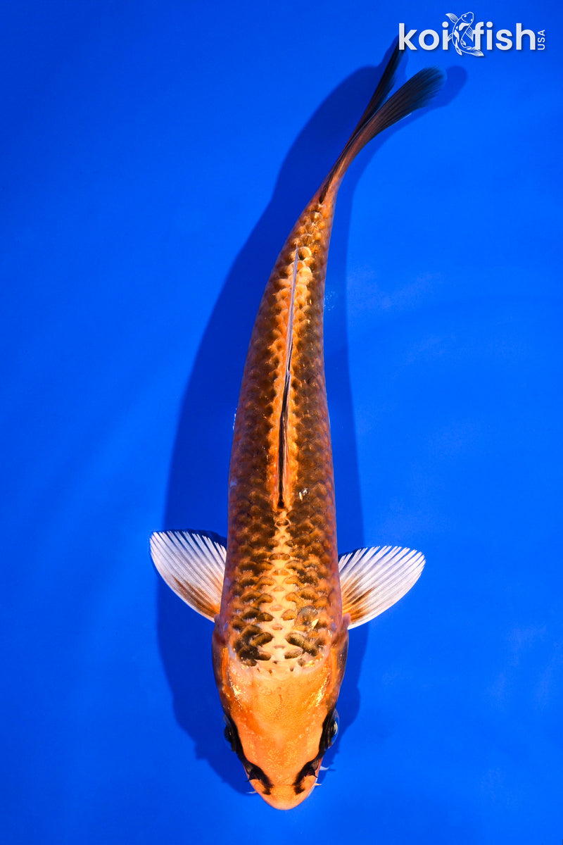 7" KUJAKU