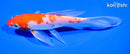 7.25" KOHAKU BUTTERFLY