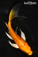 6.5" ARAGOKE ORENJI OGON BUTTERFLY