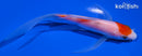 5.5" KOHAKU BUTTERFLY